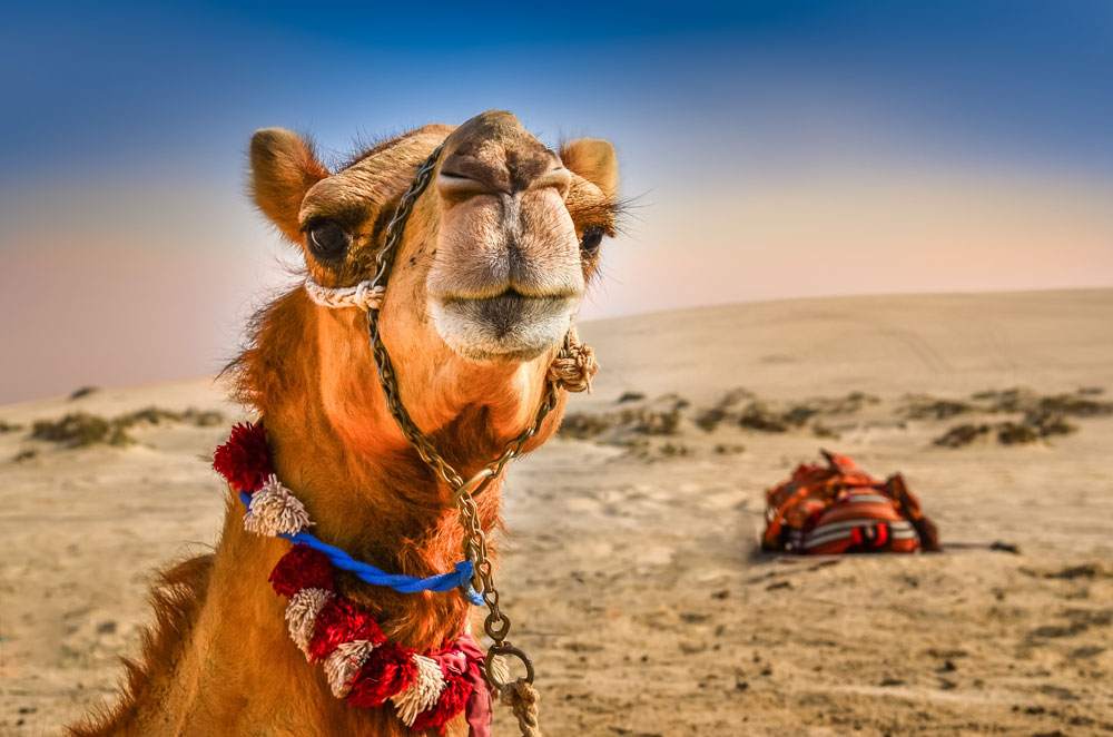 Kamel i Dubai (Foto: Dollarphotoclub/Martin M303)